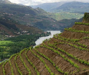 Douro Valley vine plantings