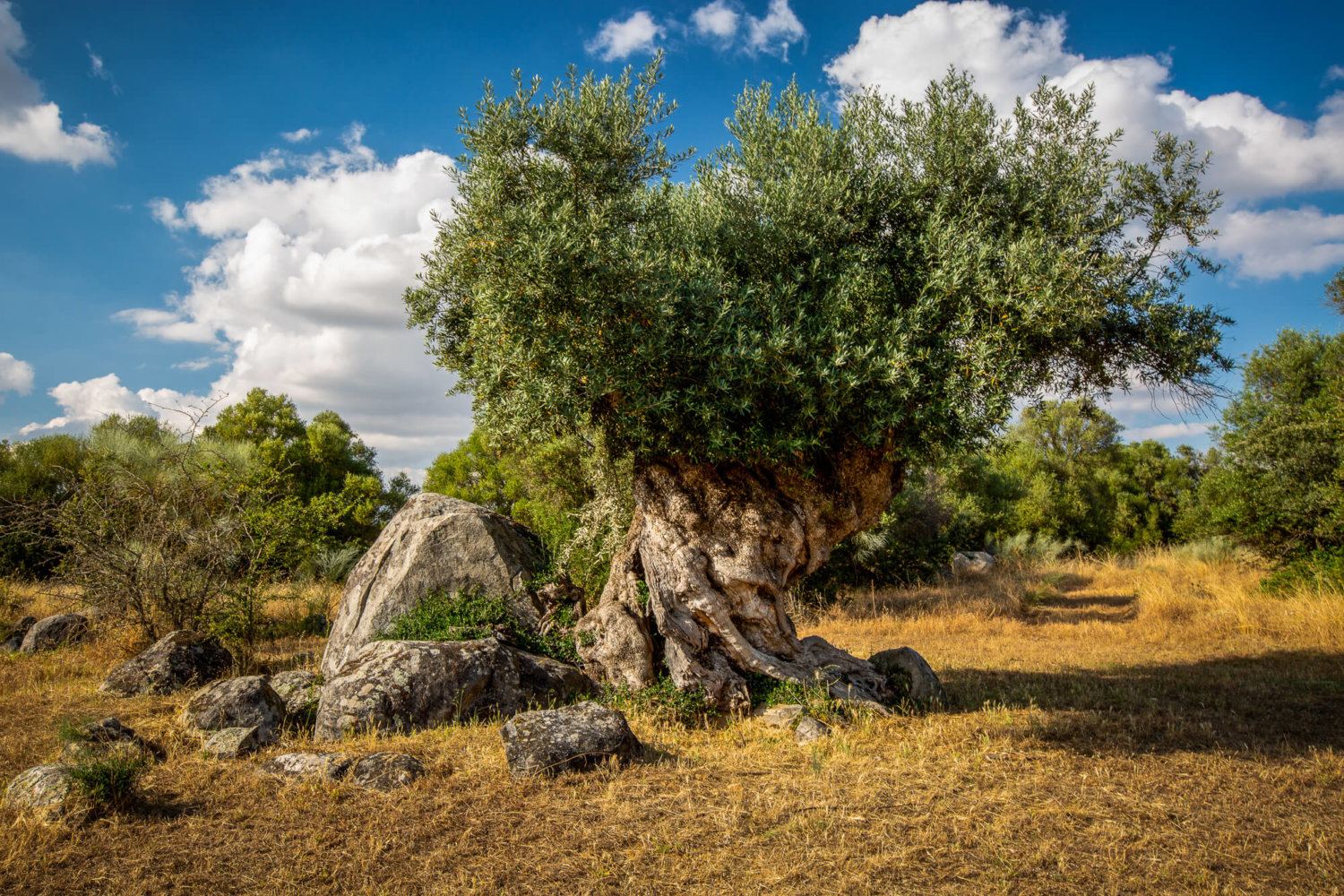one thousand year old olive tree